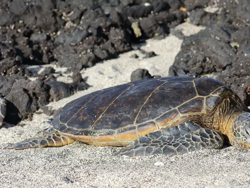 Nueva campaña para proteger tortugas marinas en las costas españolas