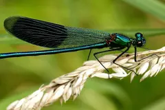 Investigación revela un alarmante declive de insectos en casi un siglo