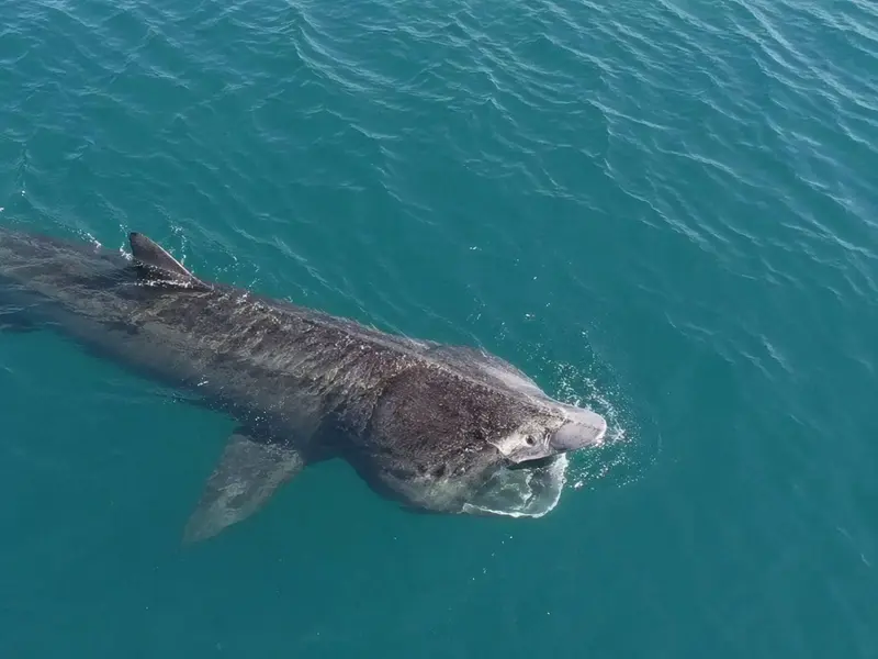Avistamiento de tiburón peregrino genera alerta en la costa catalana