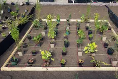 Berlín implementa un árbol cada 15 metros para combatir el calor del cambio climático