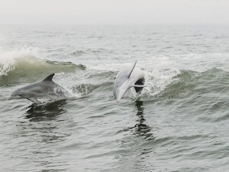 Australia realiza un censo pionero de delfines para fortalecer su conservación marina