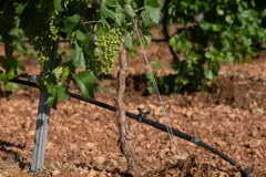 Ciudad Real acoge el 16º Congreso Nacional de Regantes centrado en sostenibilidad y eficiencia