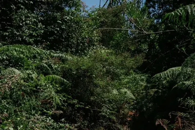 Bizkaia invierte 41 millones en bosques y genera más de 6 millones en 2026