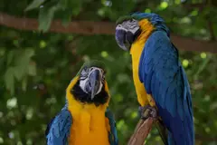 Reintroducción de guacamayos en Río de Janeiro celebra el regreso de un eslabón vital del ecosistema