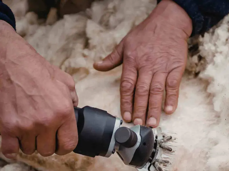 La lana de oveja se convierte en un aislante energético para viviendas en Argentina