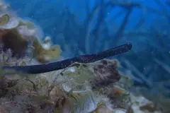 Liberan 55 peces pipa en Baleares como parte de un proyecto de conservación