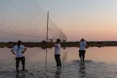 Anillamiento de aves en las Marismas del Odiel: más de 1700 ejemplares en diez años