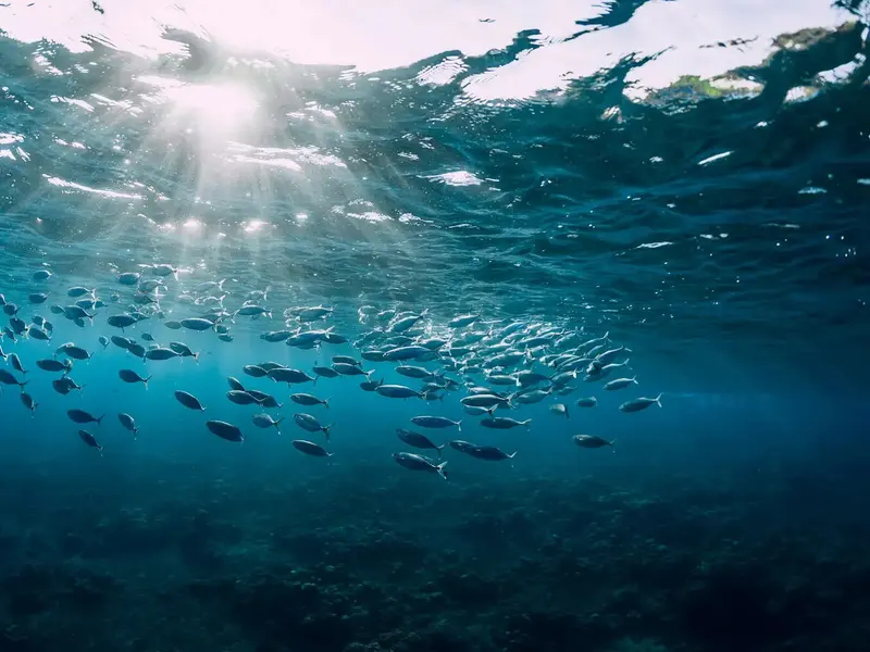 Baleares lanza una guía para restaurar ecosistemas marinos con base científica