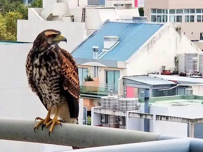 Tarragona implementa cajas nido para aves rapaces y controla plagas urbanas