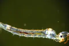 Descubrimiento de un insecto en aguas profundas desafía teorías sobre evolución
