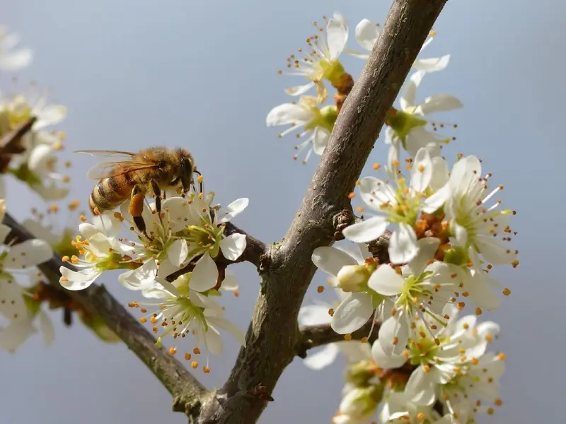 Día Mundial de las Abejas 2026: ONU advierte sobre el declive de polinizadores esenciales