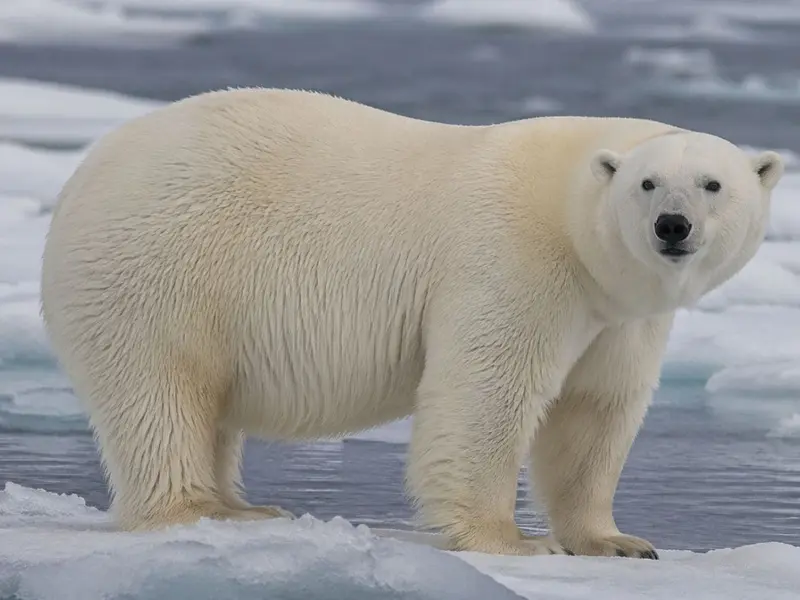 Los osos polares en Svalbard muestran aumento de peso a pesar del deshielo