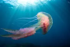 Criopreservación de larvas de medusa: un avance revolucionario en la conservación marina