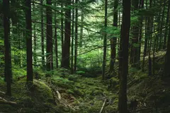 España: 46 millones de m³ de biomasa sin usar, clave contra incendios forestales