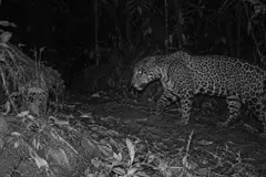 Capturan al jaguar de las nubes en Honduras tras 10 años sin avistamientos