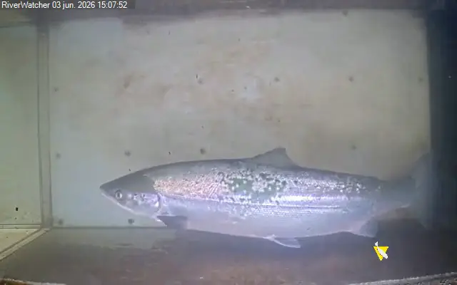 Nueva IA para monitorear salmones y especies acuáticas en el Bidasoa