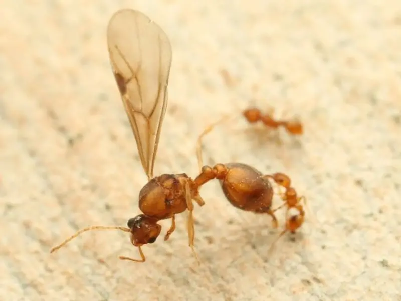 Francia enfrenta la plaga de la hormiga eléctrica, una amenaza para la biodiversidad