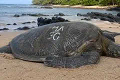 Proyecto Honu Count utiliza ciencia ciudadana para proteger tortugas marinas en Hawái