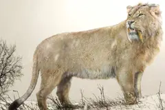 Investigación revela sorprendentes diferencias entre leones de las cavernas y actuales