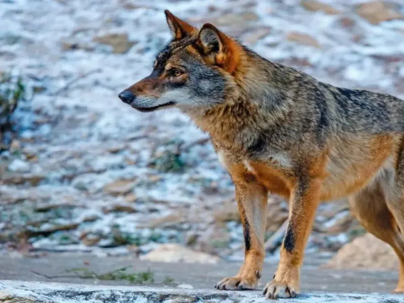 Influencia de la actividad humana en los movimientos de los lobos ibéricos
