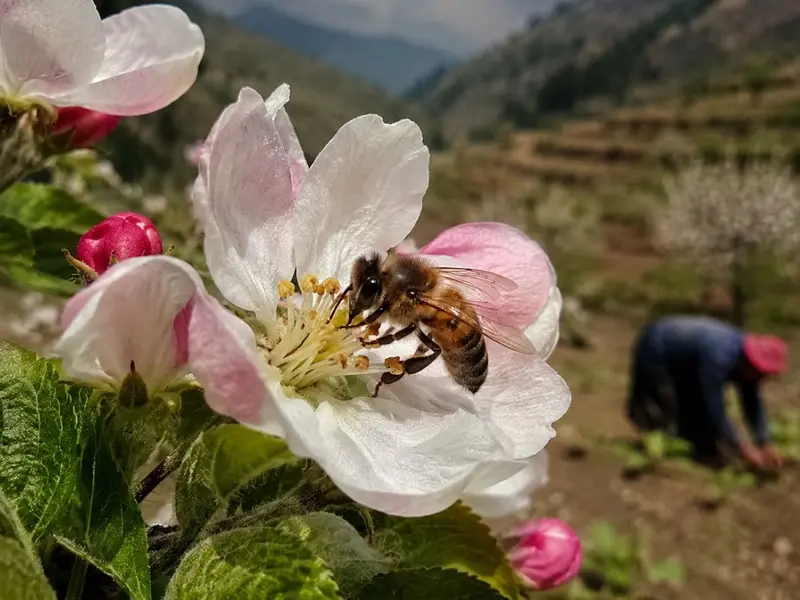 Estudio advierte sobre el peligro de la pérdida de pollinizadores para la alimentación mundial