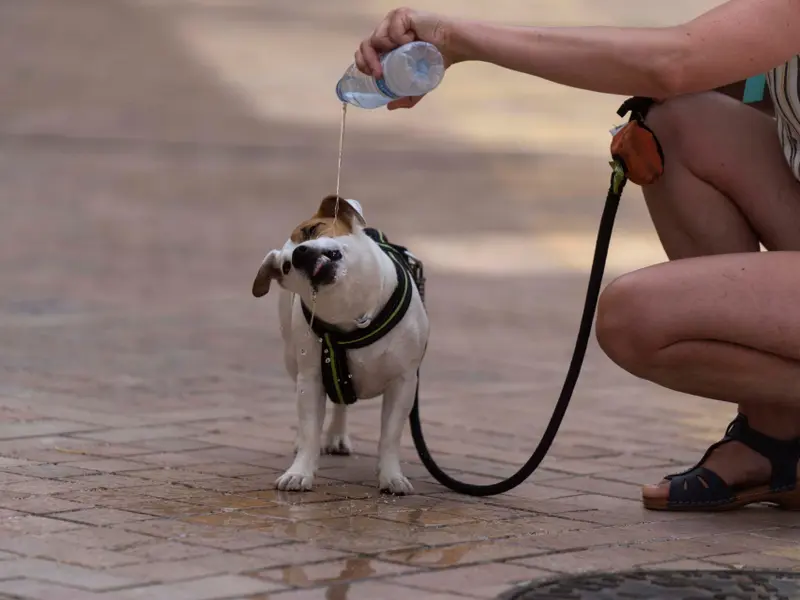 Más de 15 millones de animales de compañía en España, con aumento del 14% en cinco años