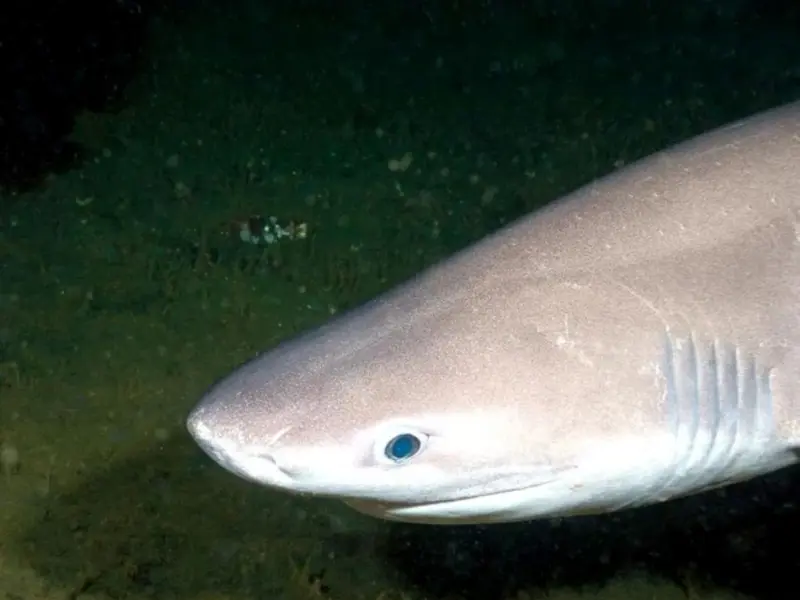 Mueren dos tiburones cañabota en Mallorca, posibles víctimas de la pesca