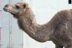 Denuncian maltrato a un dromedario en circo de Valencia durante espectáculo navideño