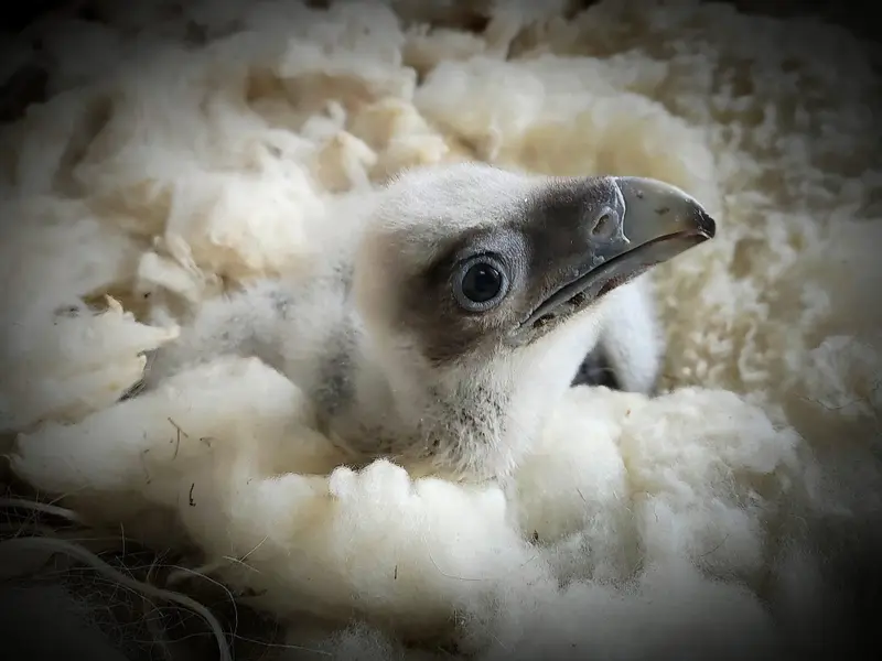 Dos crías de quebrantahuesos nacen en libertad en Picos de Europa