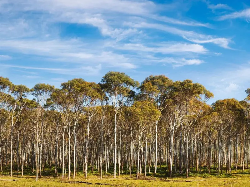 Alerta sobre la extinción de plantas: hasta el 16% en riesgo por crisis climática