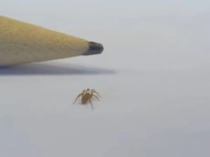 Descubren nueva especie de araña en Almería, un indicador de la salud del ecosistema