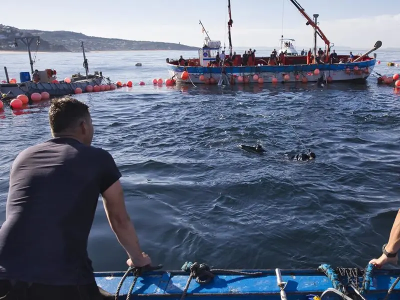 La Eurocámara aprueba nuevas medidas para la sostenibilidad pesquera en el Mediterráneo