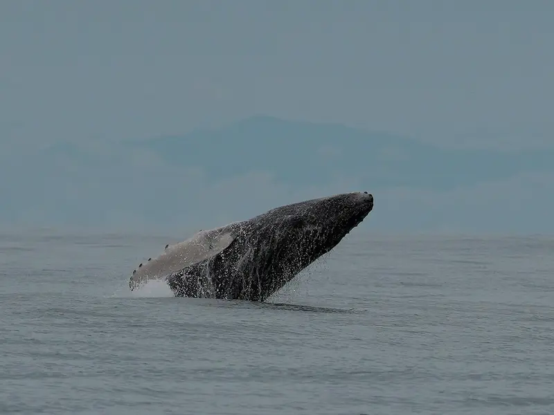 Ballenas jorobadas del mar Arábigo: un enigma de 70.000 años y riesgo de extinción