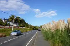 García Seoane critica la ineficacia de la Xunta en la erradicación de la hierba de la Pampa