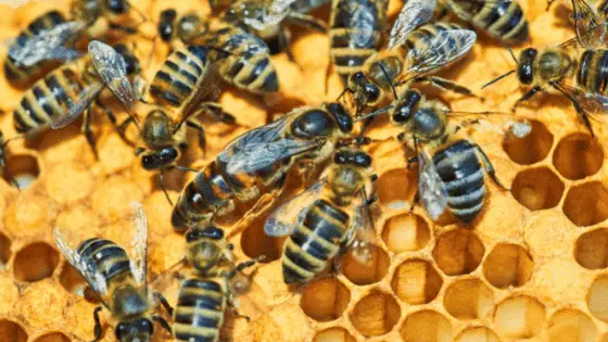 Descubren nuevos mecanismos en el desarrollo de abejas reina que desafían teorías anteriores