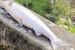 Piden declarar al salmón atlántico en peligro crítico de extinción en España