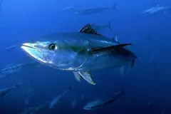 El Día Mundial del Atún 2026 impulsa la sostenibilidad de la pesca y la recuperación de especies marinas