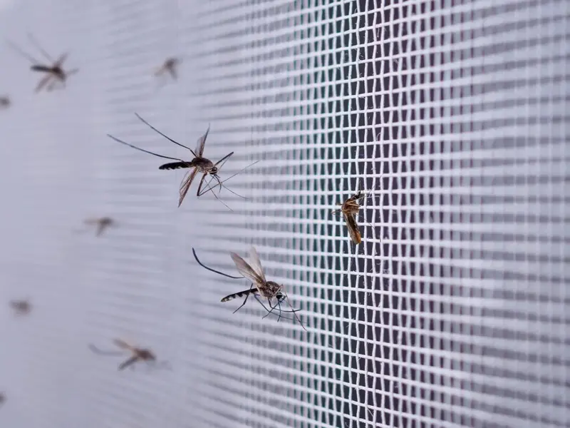 Innovadora torre en La Puebla del Río elimina un millón de mosquitos diarios gracias a su biodiversidad