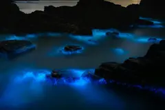 La bioluminiscencia marina, amenazada por el cambio climático y la contaminación