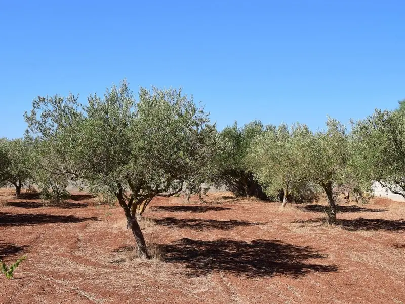 Proyecto agrivoltaico en Jaén impulsa energía solar sin afectar el olivar