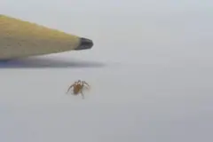 Descubren nueva especie de araña en Almería, un indicador de la salud del ecosistema