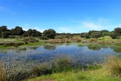 El 22% de lagunas temporales en España desaparecen en el siglo XXI, alerta el CSIC