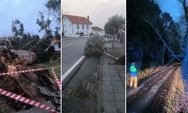 Retirada de árboles en Oleiros tras la borrasca 'Nils' y controversia por la caída de un árbol en Bastiagueiro