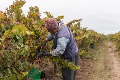 Familia Torres certifica sus bodegas como B Corp, apostando por la sostenibilidad vitivinícola