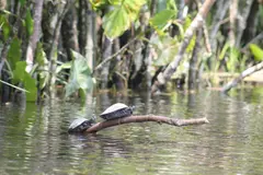 La Amazonía brasileña experimenta una recuperación hídrica tras años de sequía