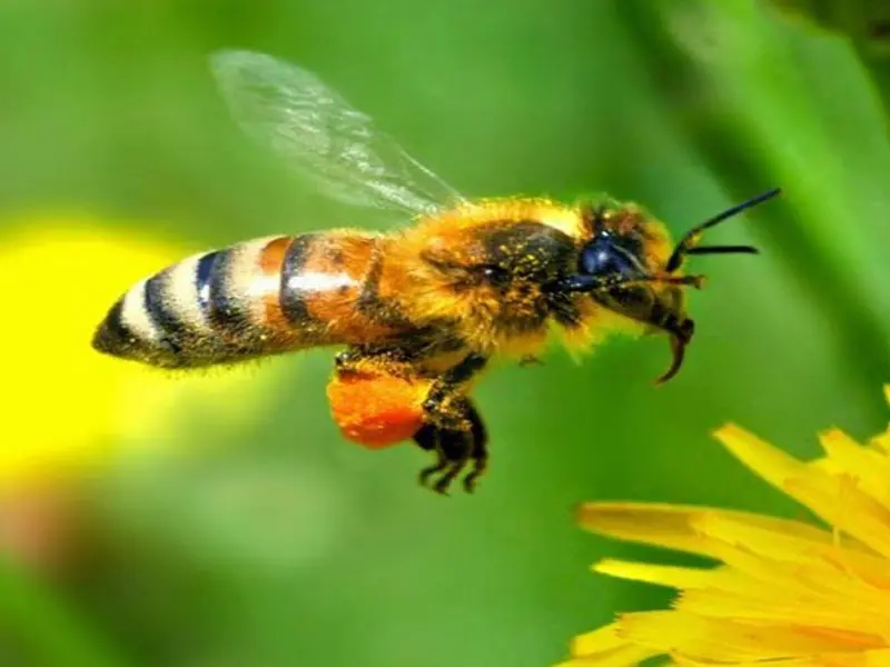 Las abejas silvestres en infraestructuras verdes del SUDOE destacan por su biodiversidad