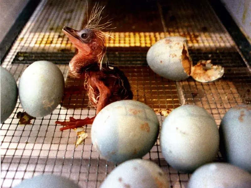 Estudio muestra que huevos de aves silvestres reflejan contaminantes en el medio ambiente