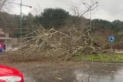 Un rayo derriba un emblemático chopo en Oleiros durante la tormenta del viernes