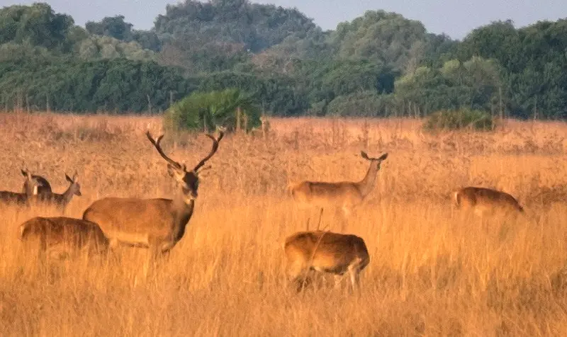 Declive del piruétano en Doñana a pesar de su protección ambiental