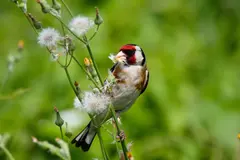 El jilguero europeo sufre una drástica disminución de su población en España